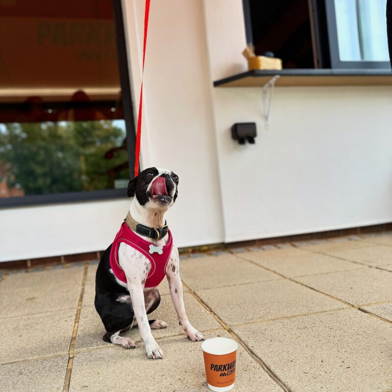 dog friend cafe - dog drinking a puppacinno