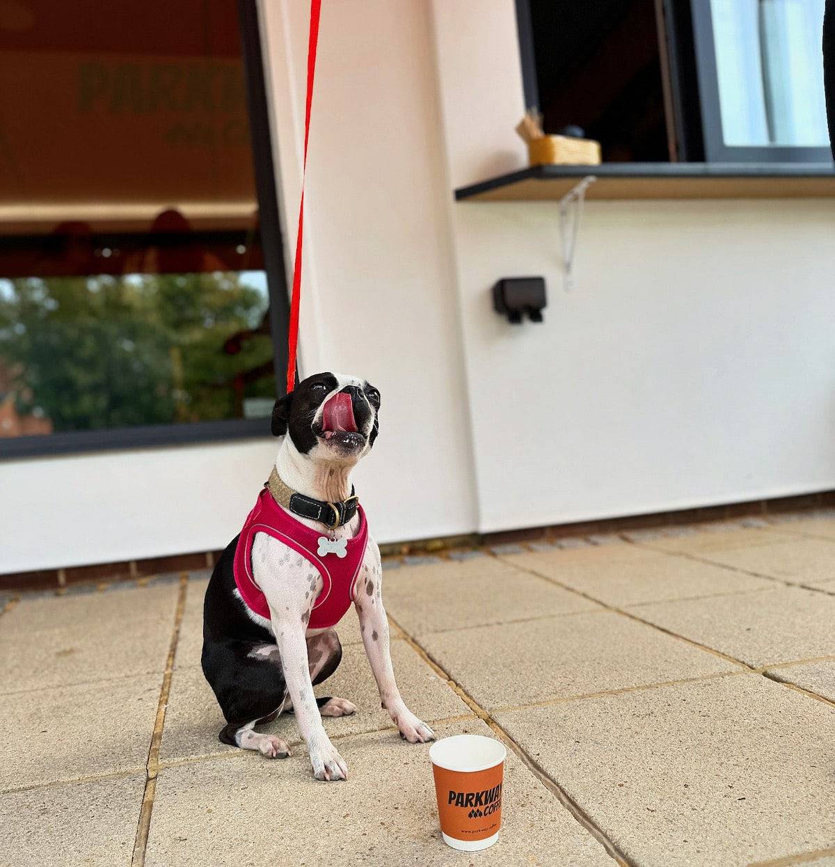 Dog Friendly Cafe Northampton: Your Pup’s New Favourite Coffee Spot